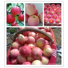 2015 Fresh Qinguan Apple by Shandong Boren